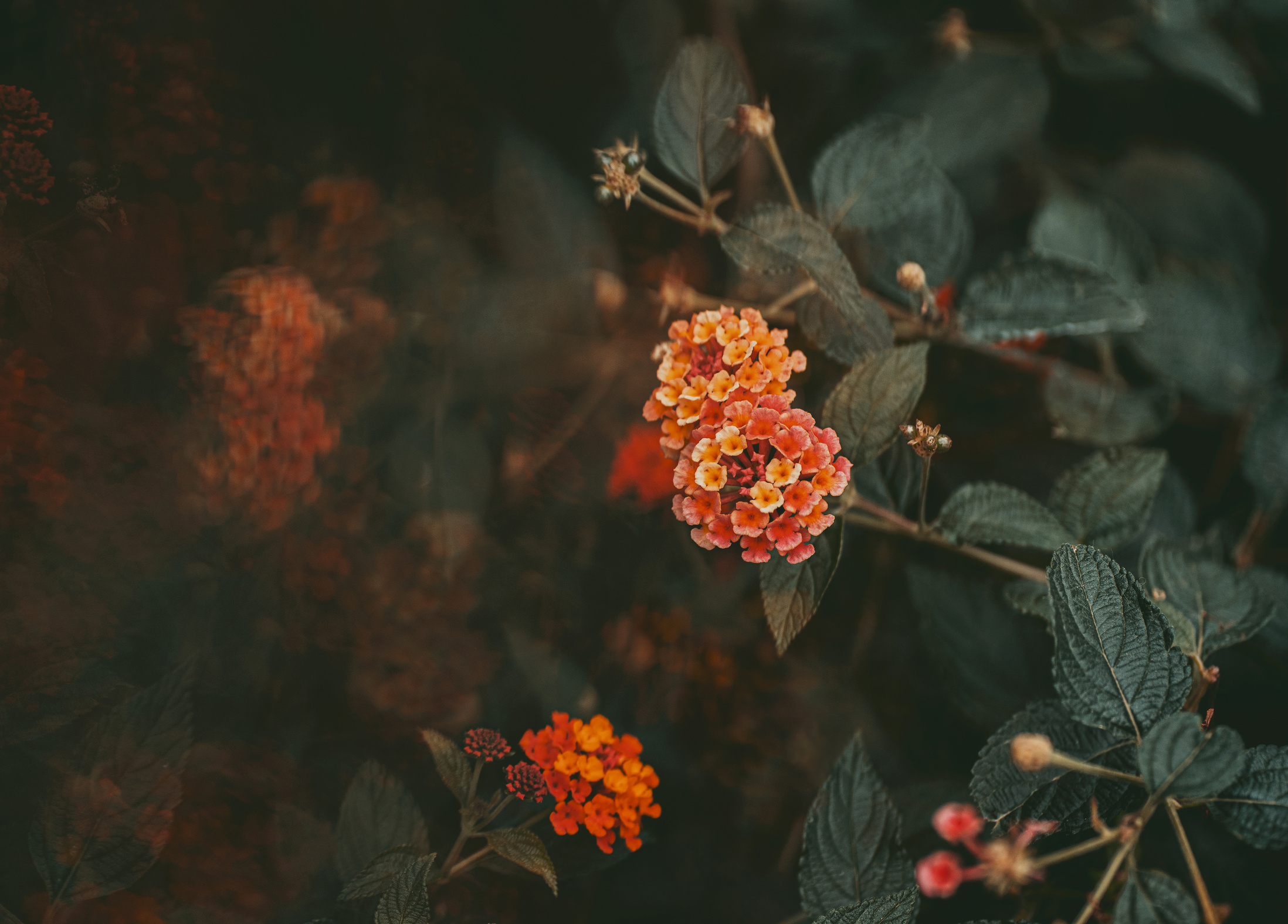 Dark moody aesthetic fall floral background with copy space